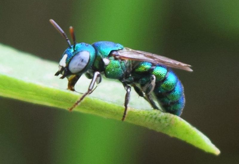CAPTIVATING - A sweat bee bucks the thought that bees are only yellow and black. PHOTO: WHAT'S THAT BUG?