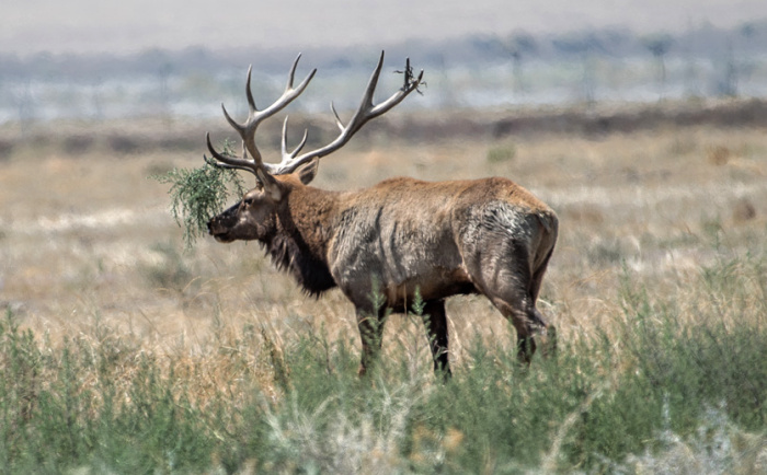 Home on the Range with SoCal’s Tule Elk