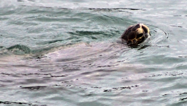 Turtle Dudes of the San Gabriel River