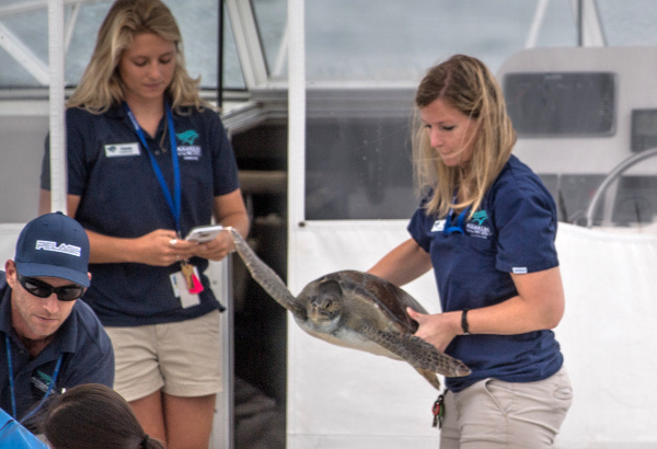 GOING HOME - Rehabbed by the Aquarium of the Pacific, a Pacific green turtle readies its flippers. PHOTO: MARTHA BENEDICT
