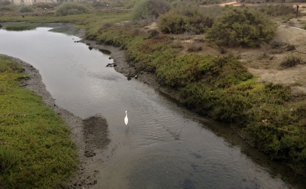 LOST AND FOUND -- Los Cerritos Wetlands is slowly coming back to life, and nature responds. PHOTO: BRENDA REES