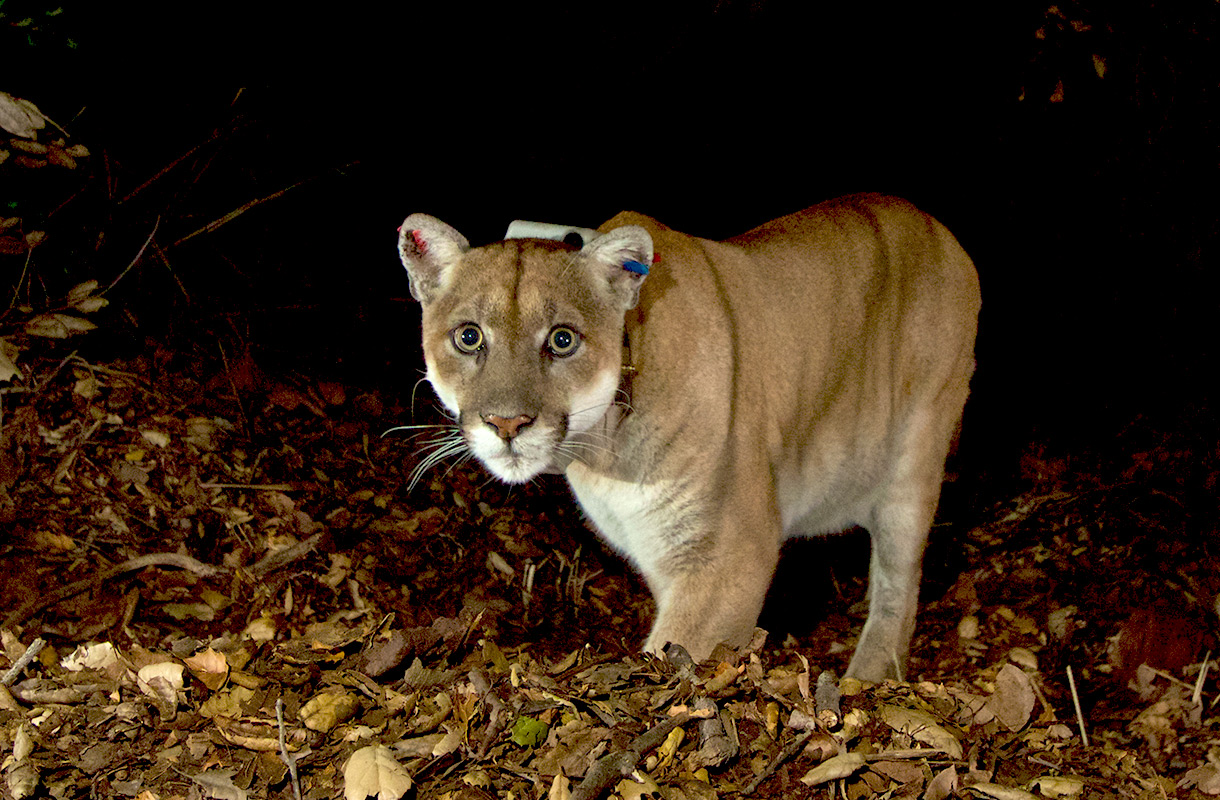 LA's loneliest bachelor: P-22 makes his home in Griffith Park. PHOTO: NPS