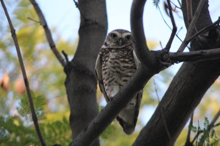 Burrowing Owl Delights Students, Staff at Urban School