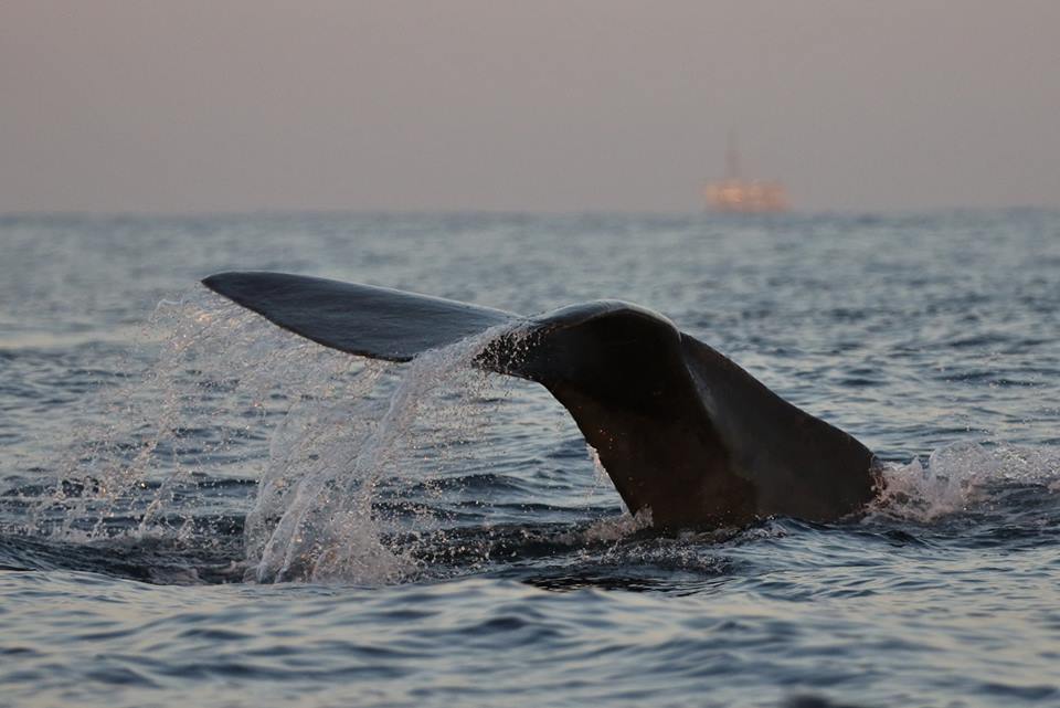 FLIPPING OUT - Whale watchers were treated to seeing a nursery pod of sperm whales. PHOTO: NEWPORT COASTAL ADVENTURE