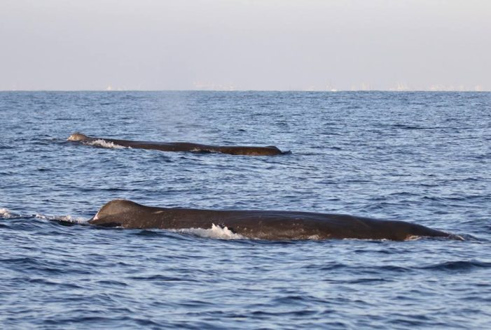 Giant Sperm Whale Nursery Pod Swims Past SoCal