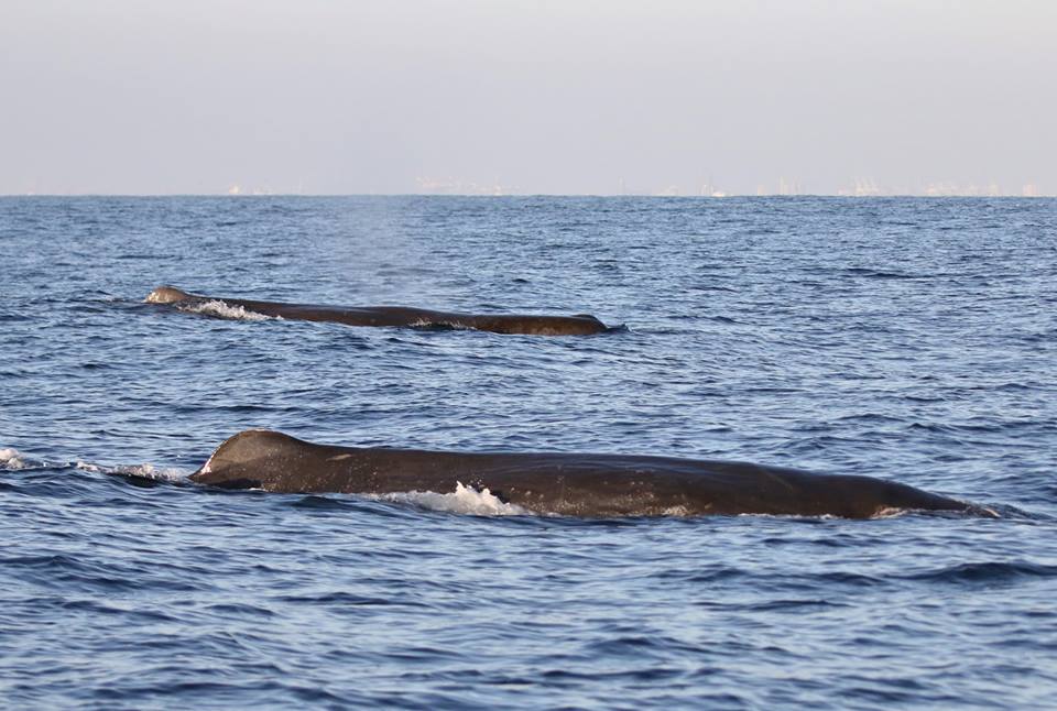 BLOWS AND MORE -- Sperm whales traveling in small groupings through SoCal coastlines. PHOTO: NEWPORT COASTAL ADVENTURE