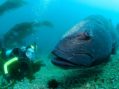 Spotting Giant Sea Bass