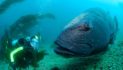 Spotting Giant Sea Bass