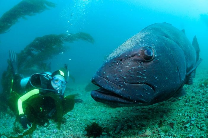 Spotting Giant Sea Bass