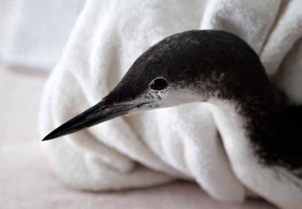 Beached Birds Show Up On SoCal Shores