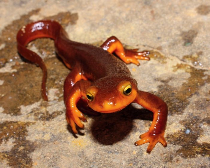 Staring Down the Mysterious California Newt