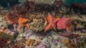 SoCal Sea Stars Recovery Needs Community Eyeballs