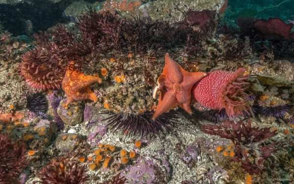 SoCal Sea Stars Recovery Needs Community Eyeballs