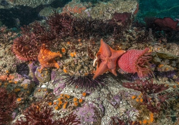 SoCal Sea Stars Recovery Needs Community Eyeballs