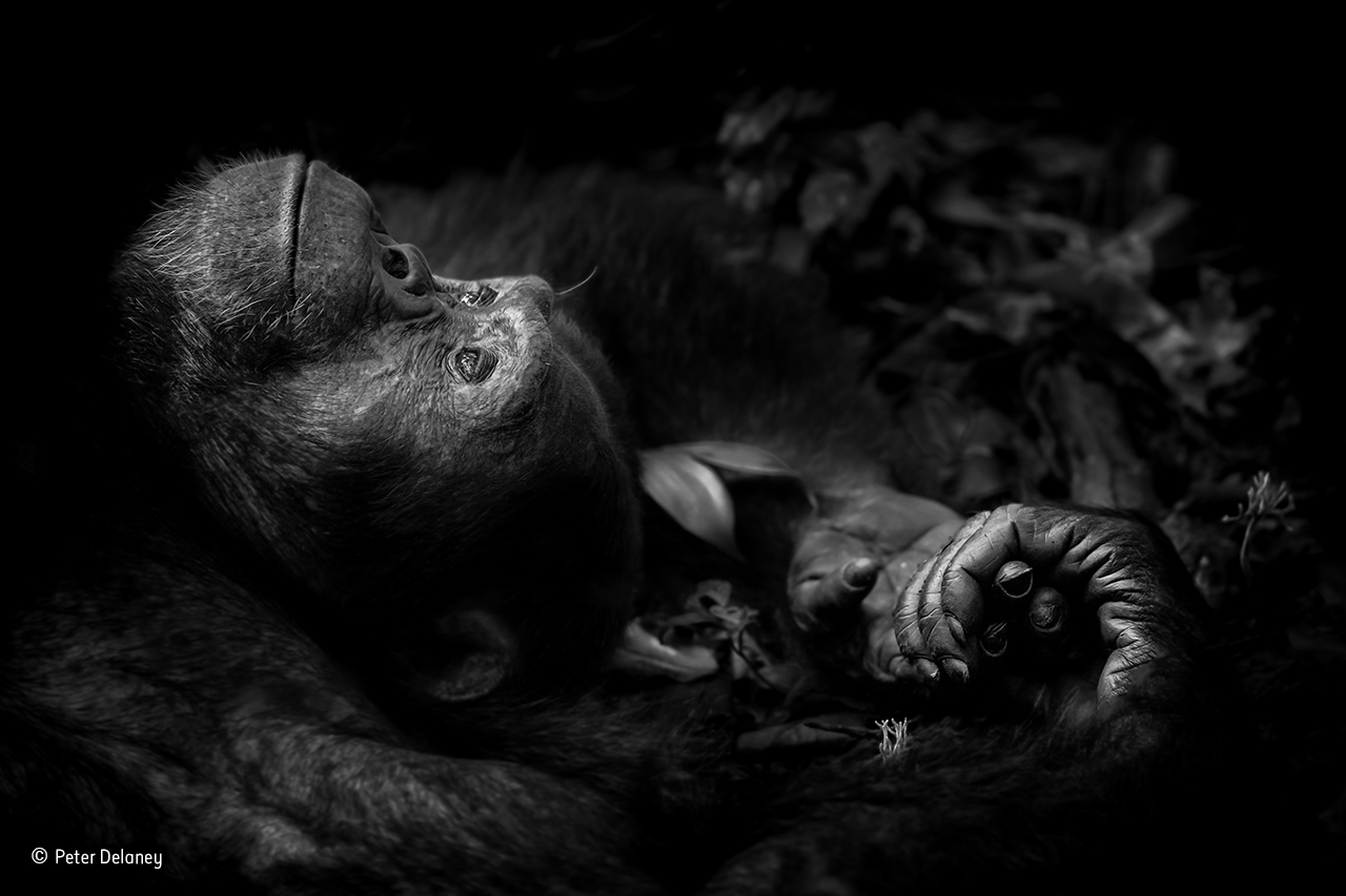 Chimpanzee Dreaming