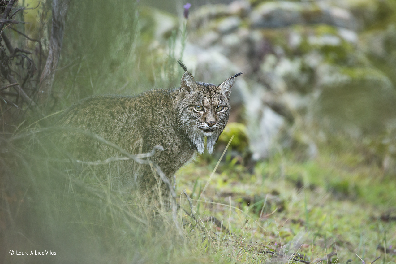Glimpse of a lynx © Laura Albiac Vilas – Wildlife Photographer of the Year