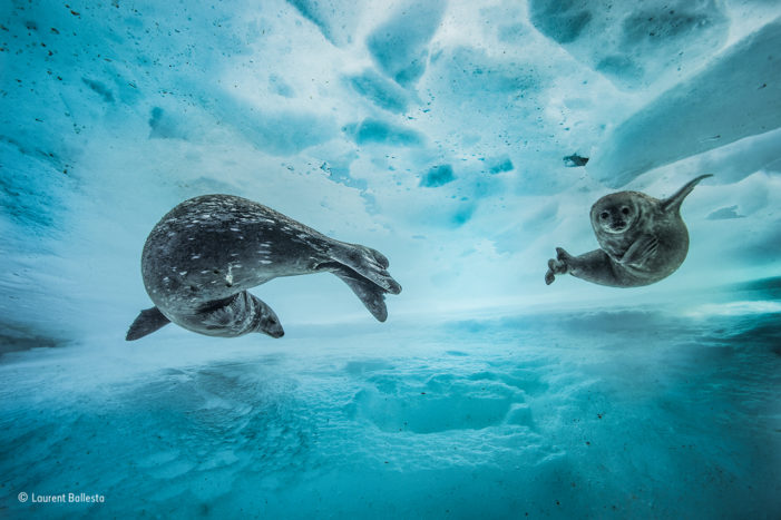 Photographing Wildlife