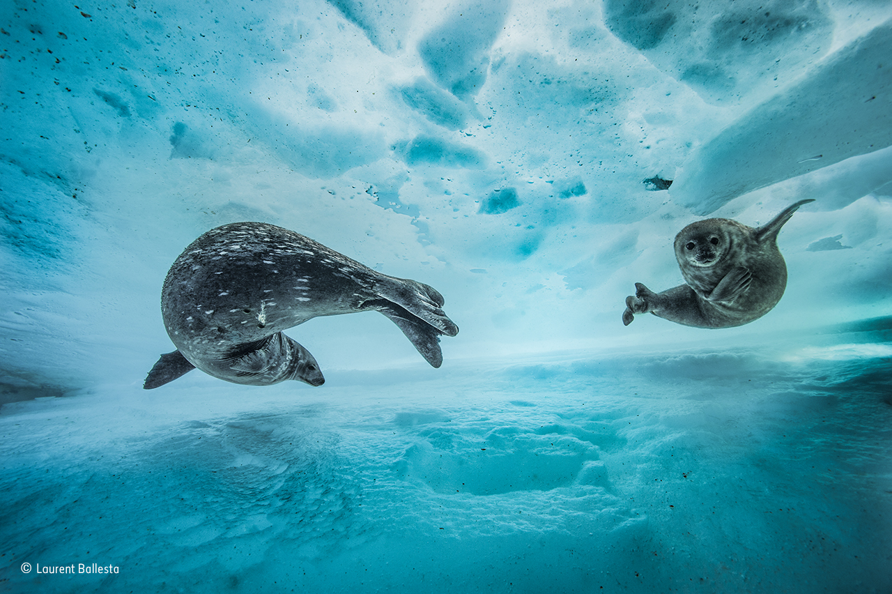 Swim gym © Laurent Ballesta – Wildlife Photographer of the Year