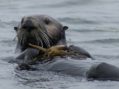 Slight Dip in California Sea Otter Numbers