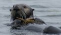 Slight Dip in California Sea Otter Numbers