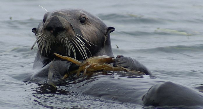 Slight Dip in California Sea Otter Numbers