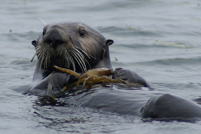 Slight Dip in California Sea Otter Numbers